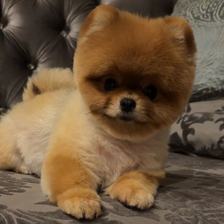 Prada The Pom