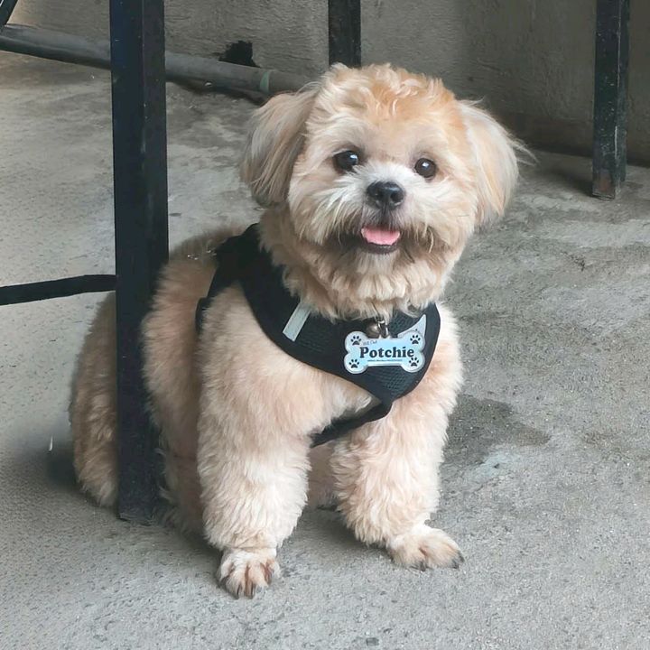 Potchie&FurParents