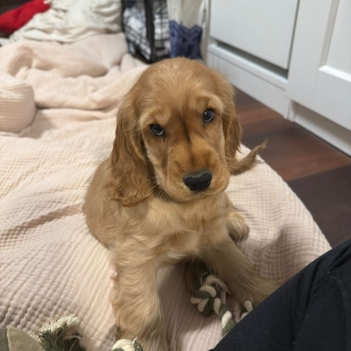 archie_thecocker