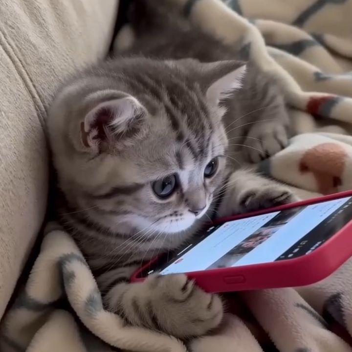 Catcoffee
