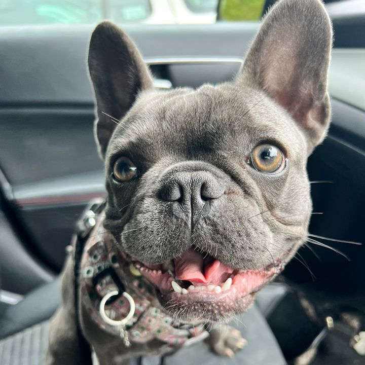 LolaLeFrenchie