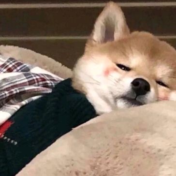 LuckySunny