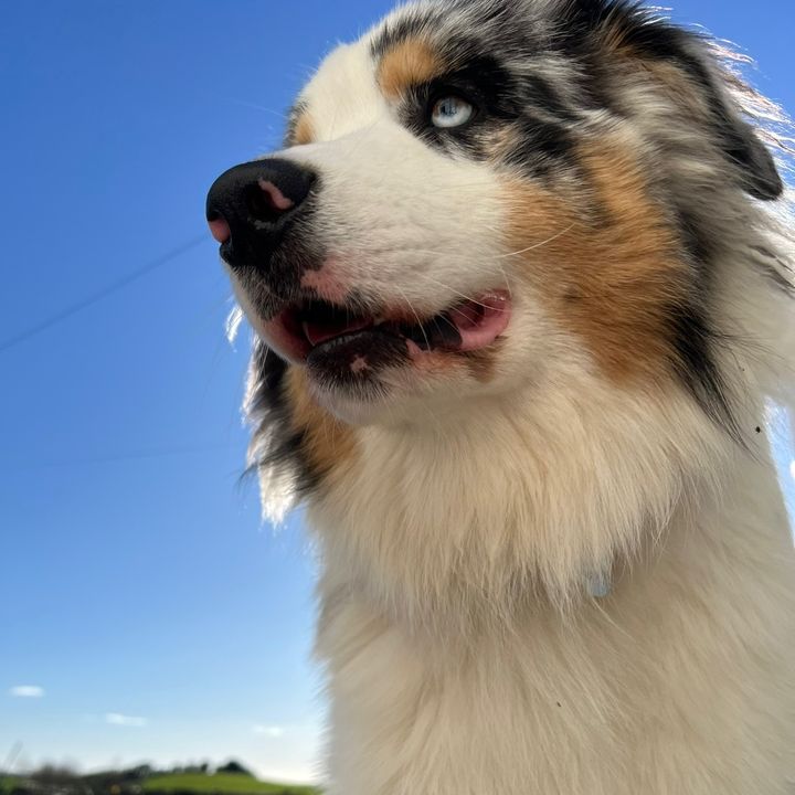 Kenny Doggle