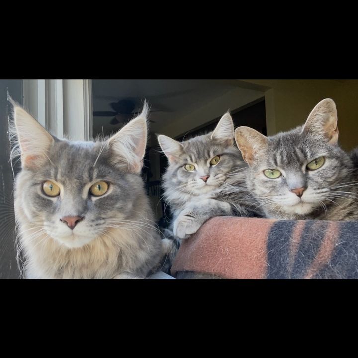 BondedWhiskers