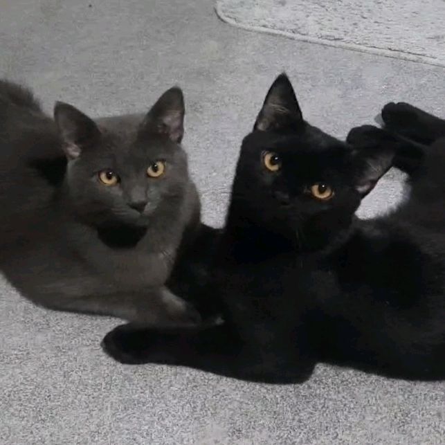 Shadow&Dusty