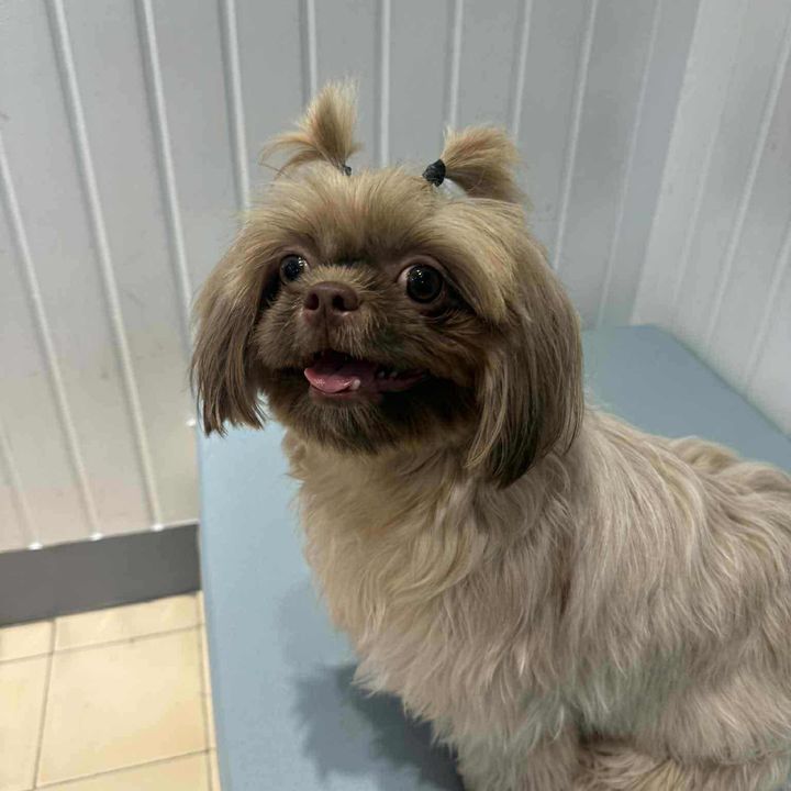Furkada🐶