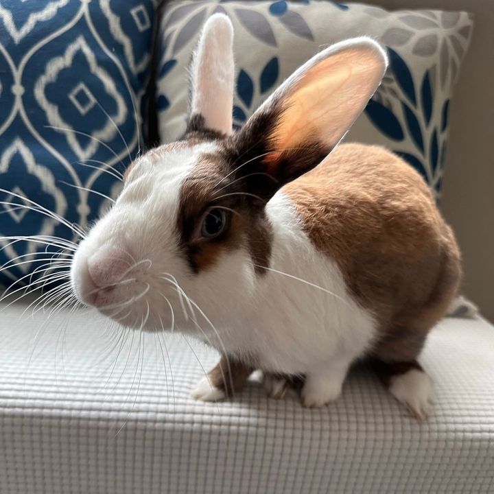 BennytheBun 🐰