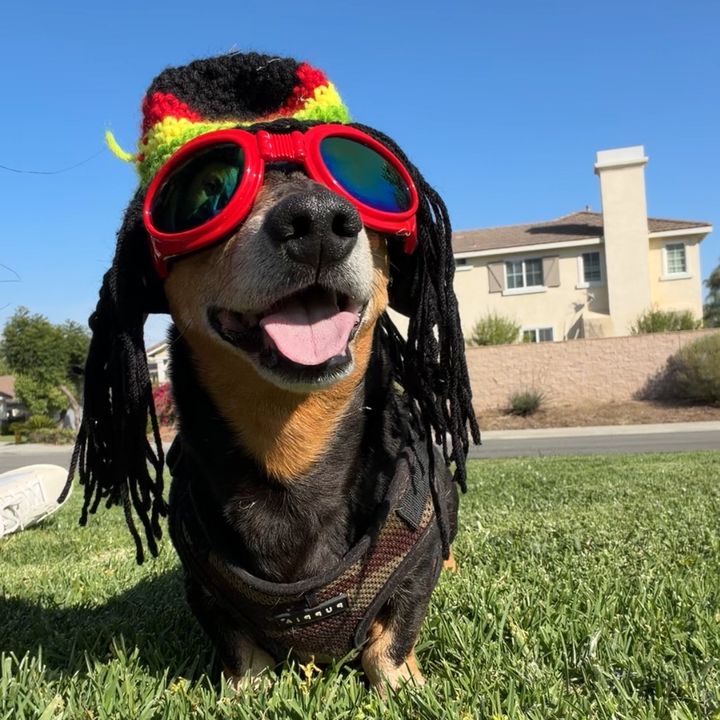 weeniewonderjoeyandpals