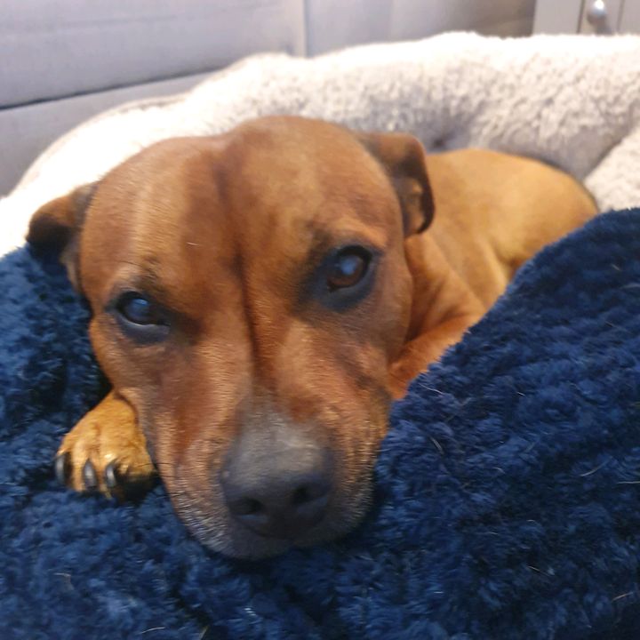 Archiedog