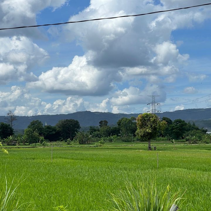 dearseleene
