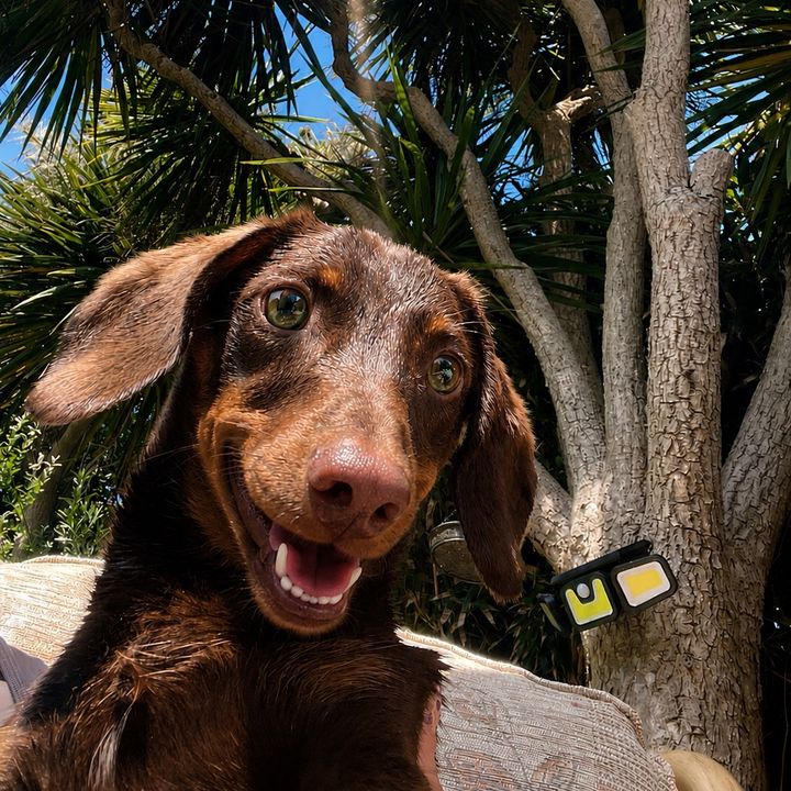 The Smiling Dachshund🐾