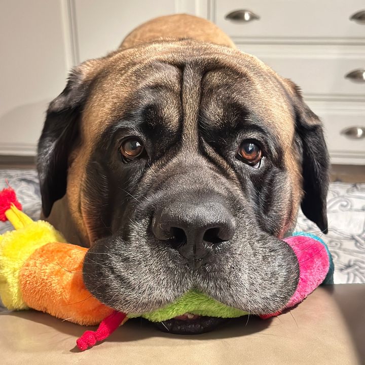 Fronkythemastiff