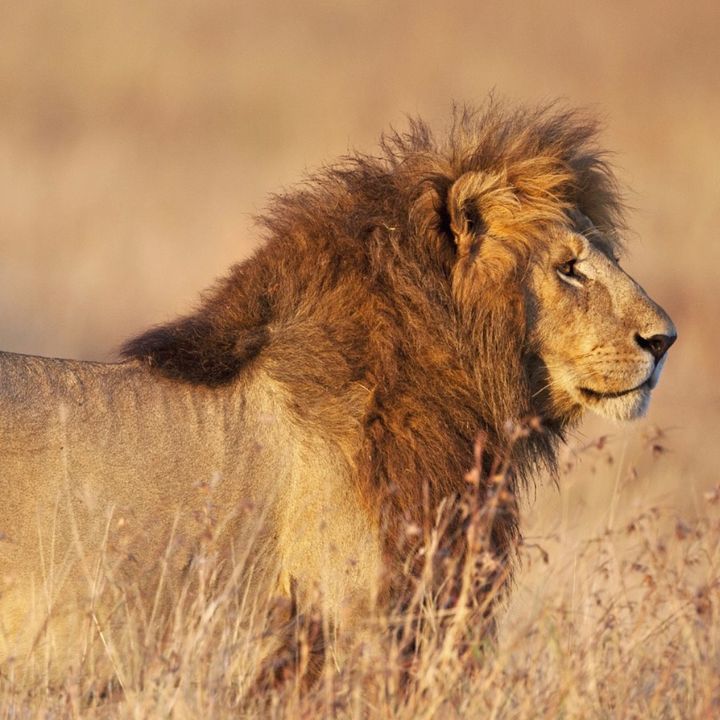 liondugam