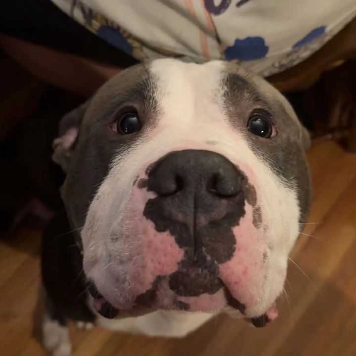 ReggieTheBully