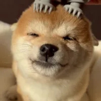 user20432911601