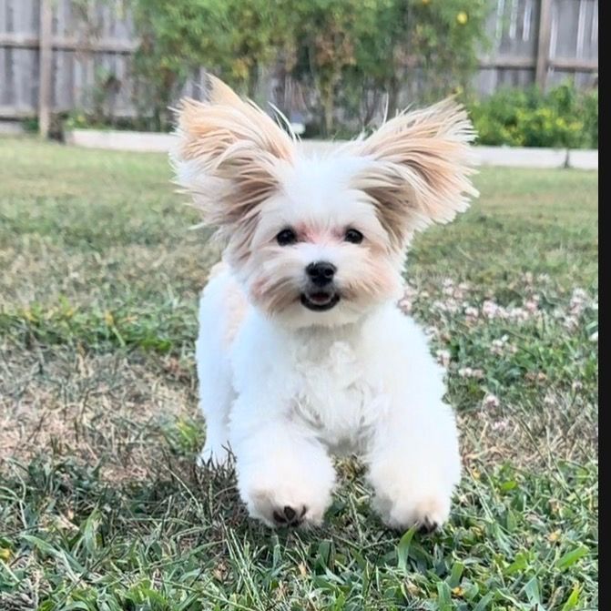 charlie_girl_morkie