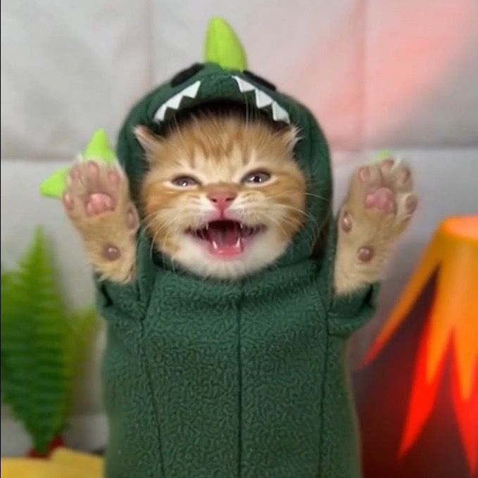 meowmeowstore