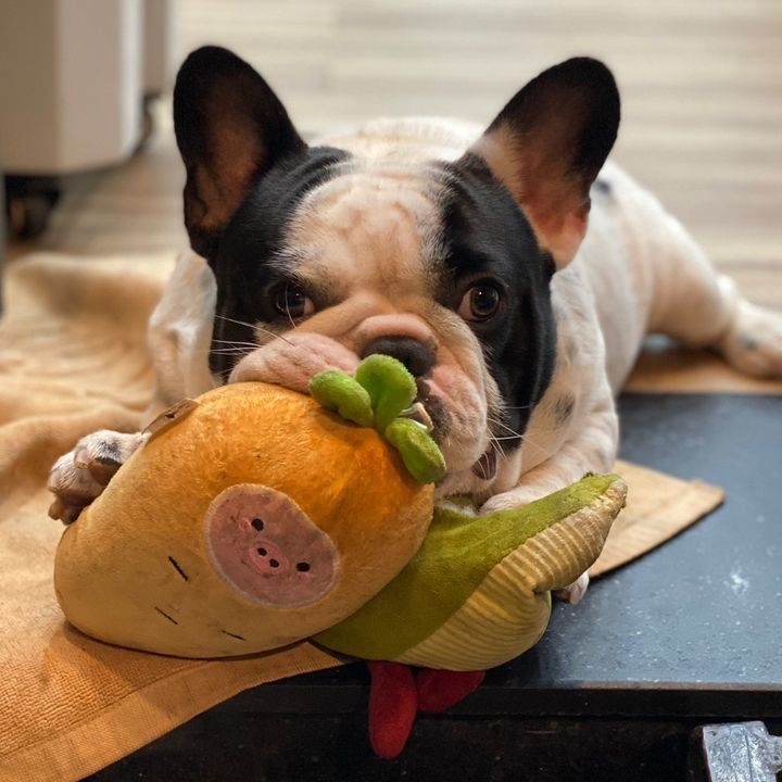 Bách Hoá Nhà Gấu 🐶