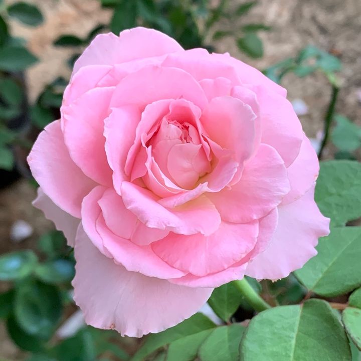 Phương trồng hoa hồng🌹
