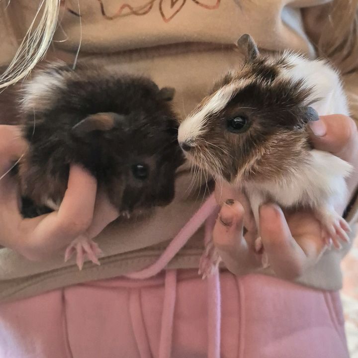 Piggy Pals