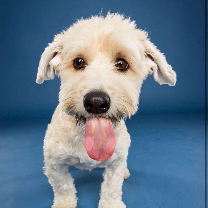 EllaGirlTheHavanese