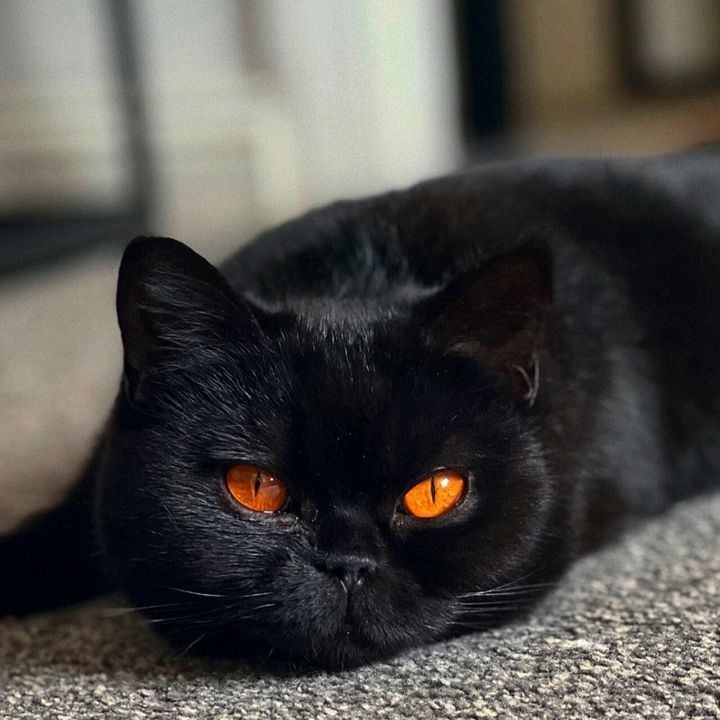 chatnoir