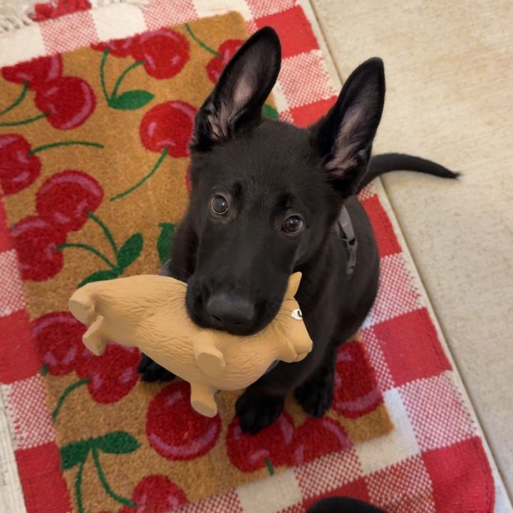 Loki