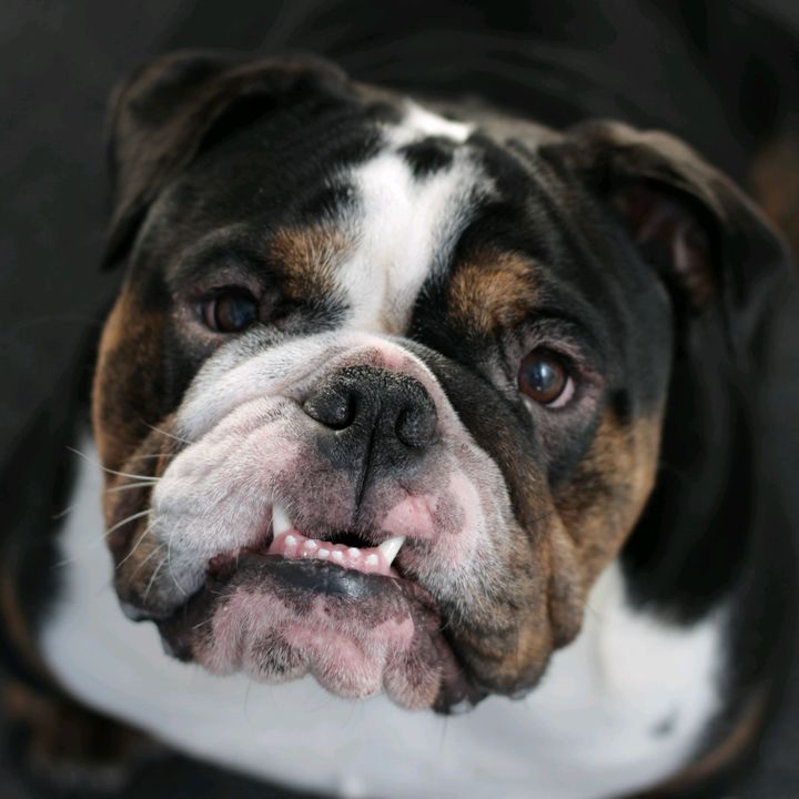 Bowser