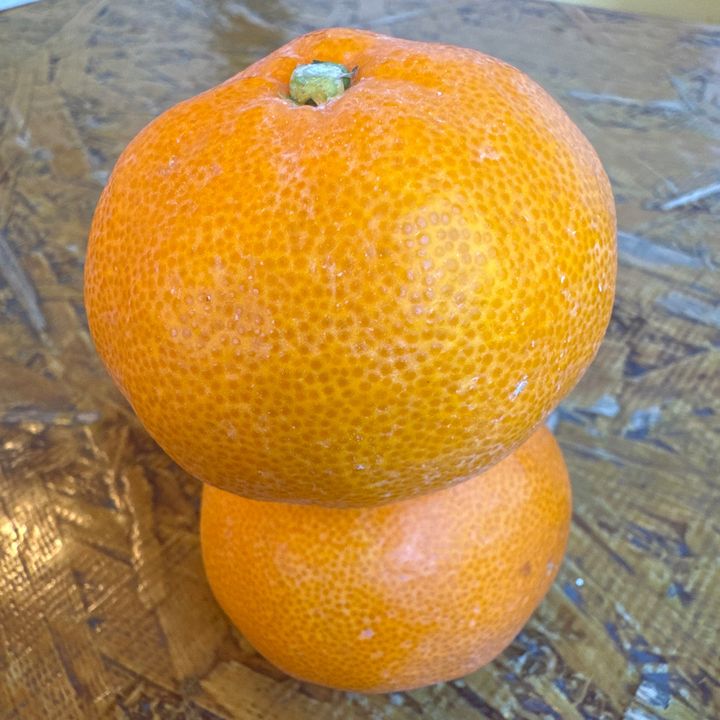 粗品【切り抜き】みかん坊主🍊