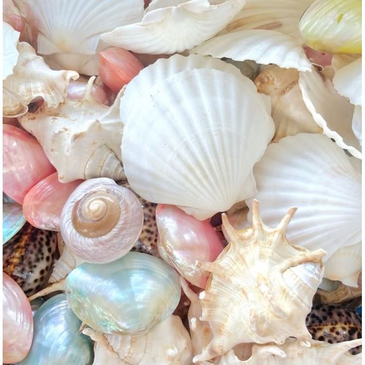 beachysh