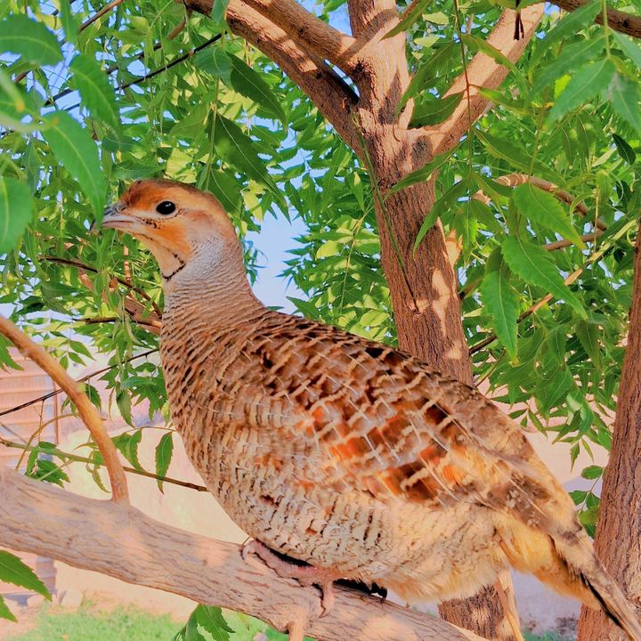 Dakhni Teetar