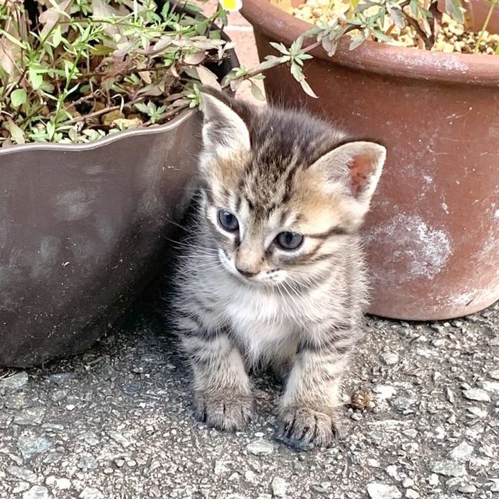 nalasikucing