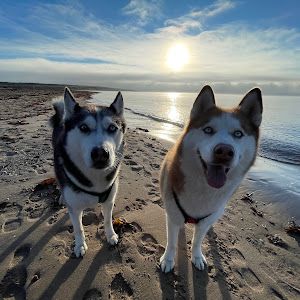 HappyHuskyDuo
