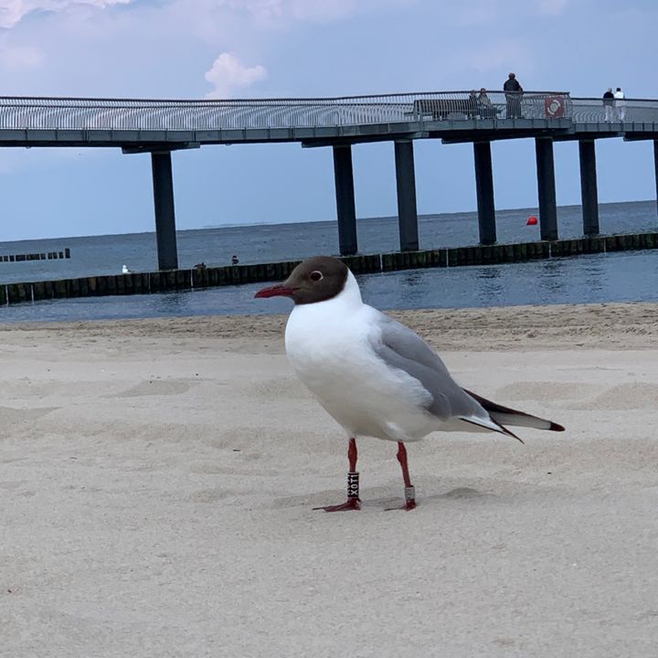 Bird