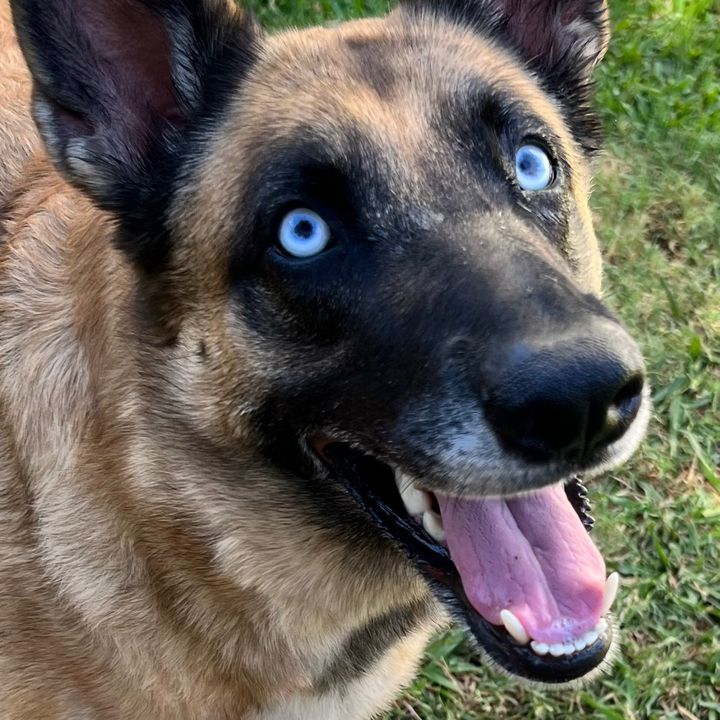 elliemaeblueeyeshepherd