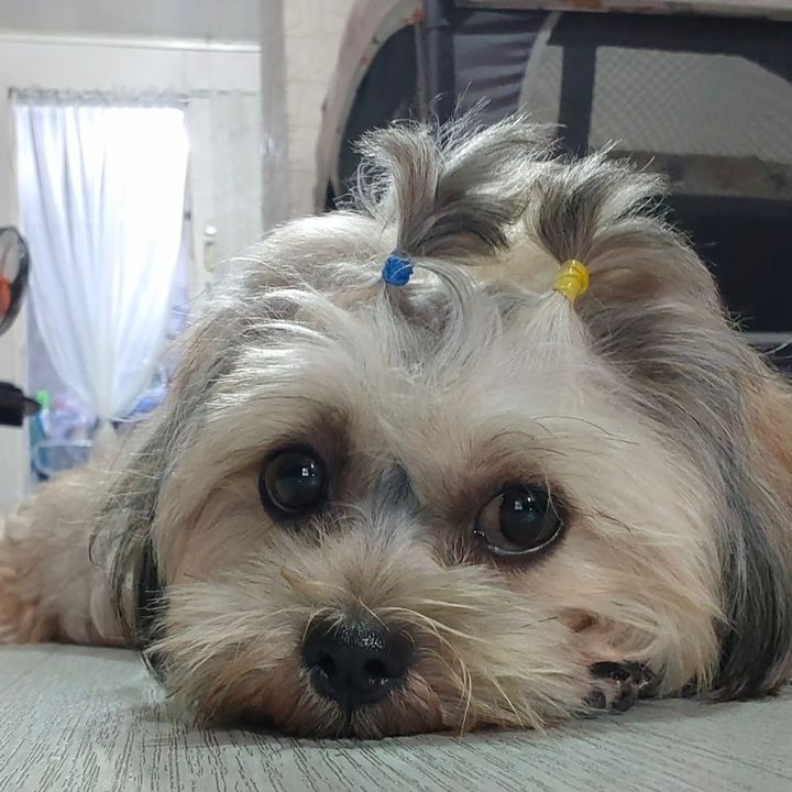 Molly Bear
