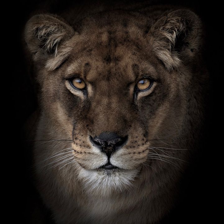 Leopower