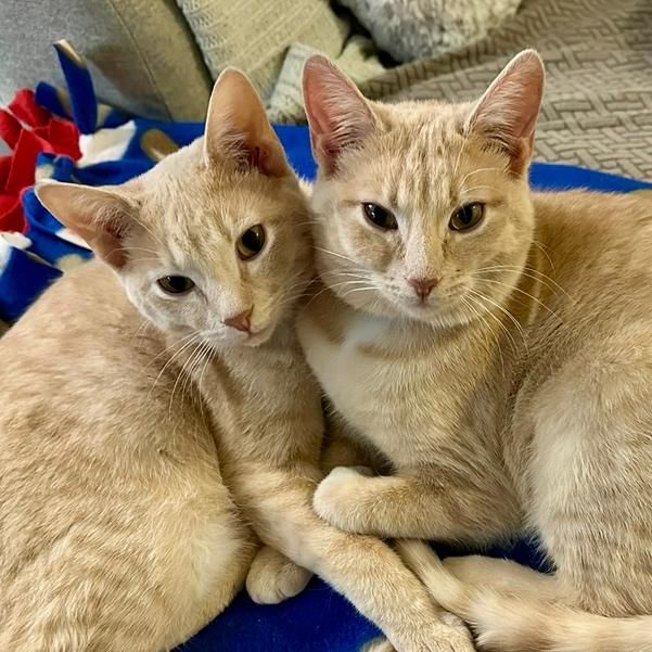 Sis & Bro Cats
