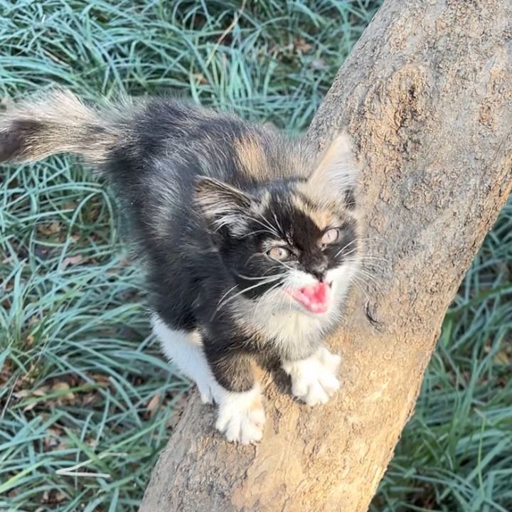 wrtuoopyg