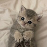 Cat lovers