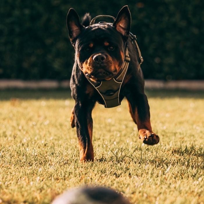kaido_rott