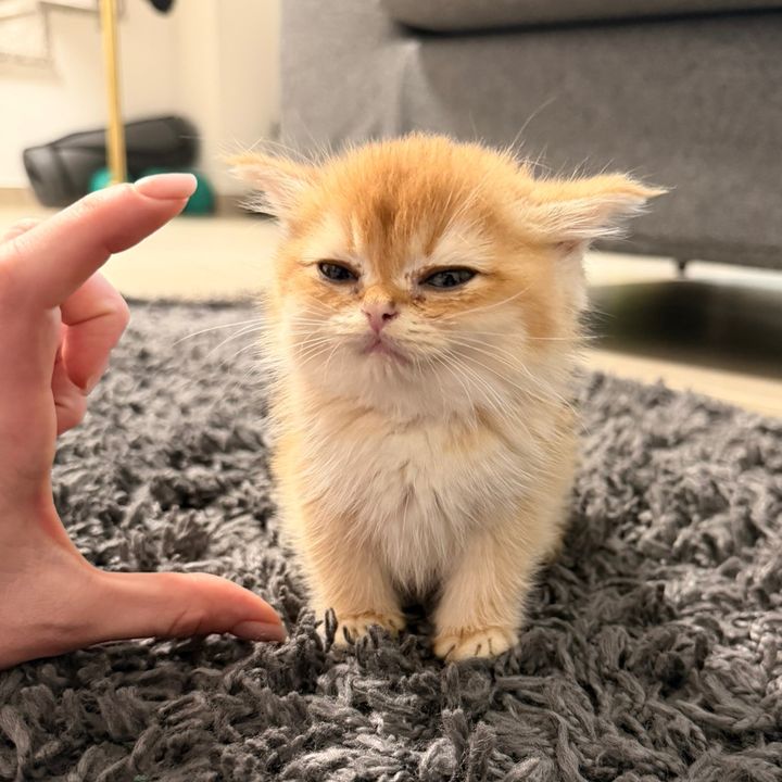 garfield.britishcat