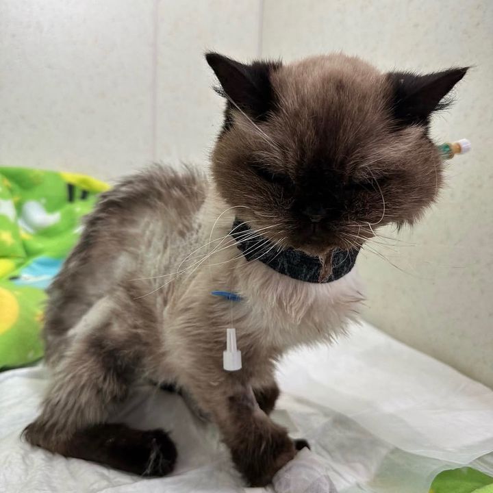 wemakerescues