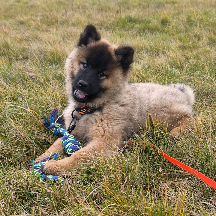 eurasier.Asko