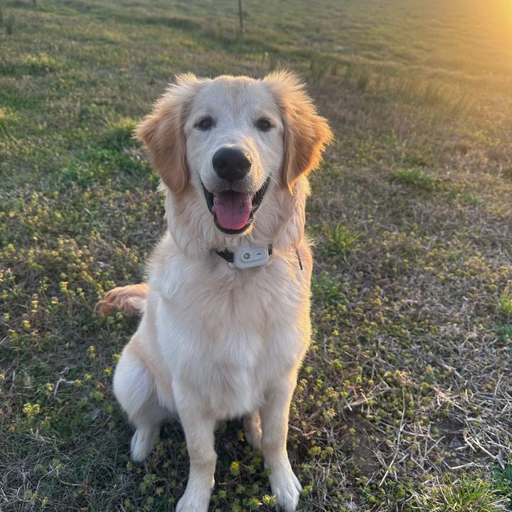 Winston the golden retriever🐾