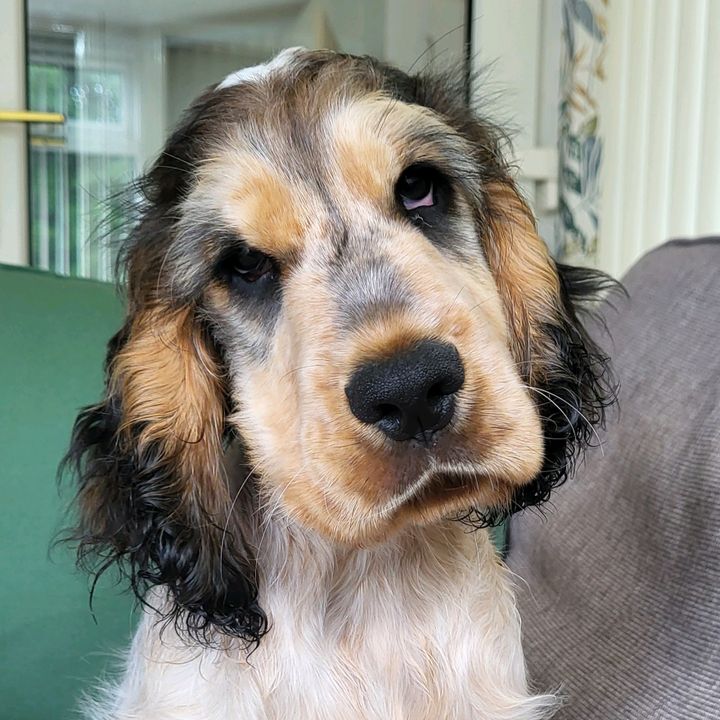 MrMontyChops