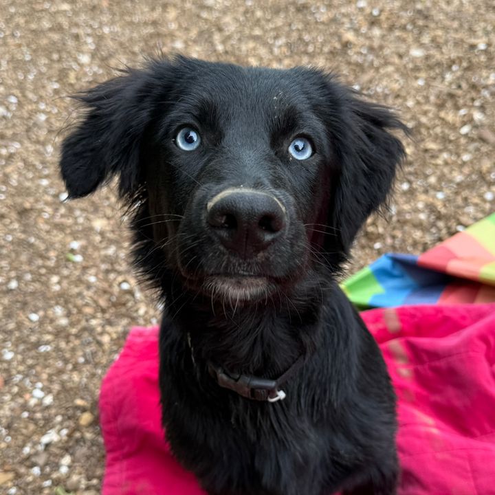 Vada || Pet UGC