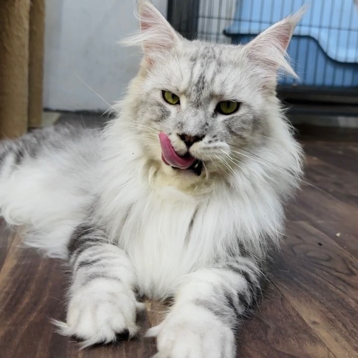 Ông Già Chăn Mèo 🐈