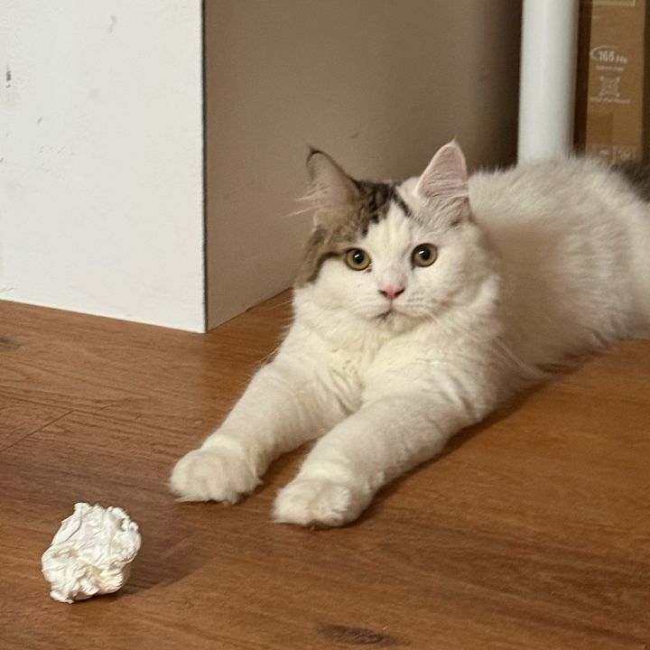 kyandthepurrs