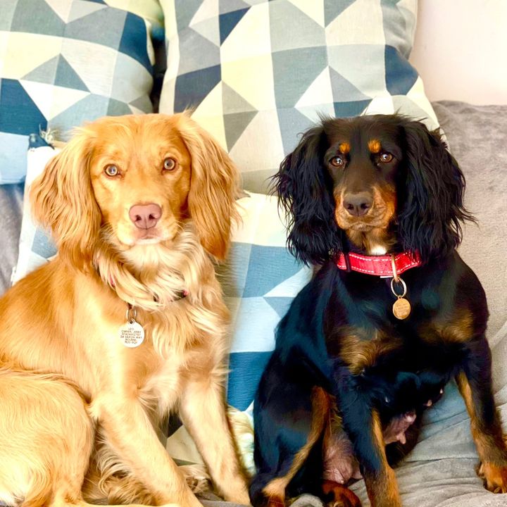 LifeWithLeoAndLily